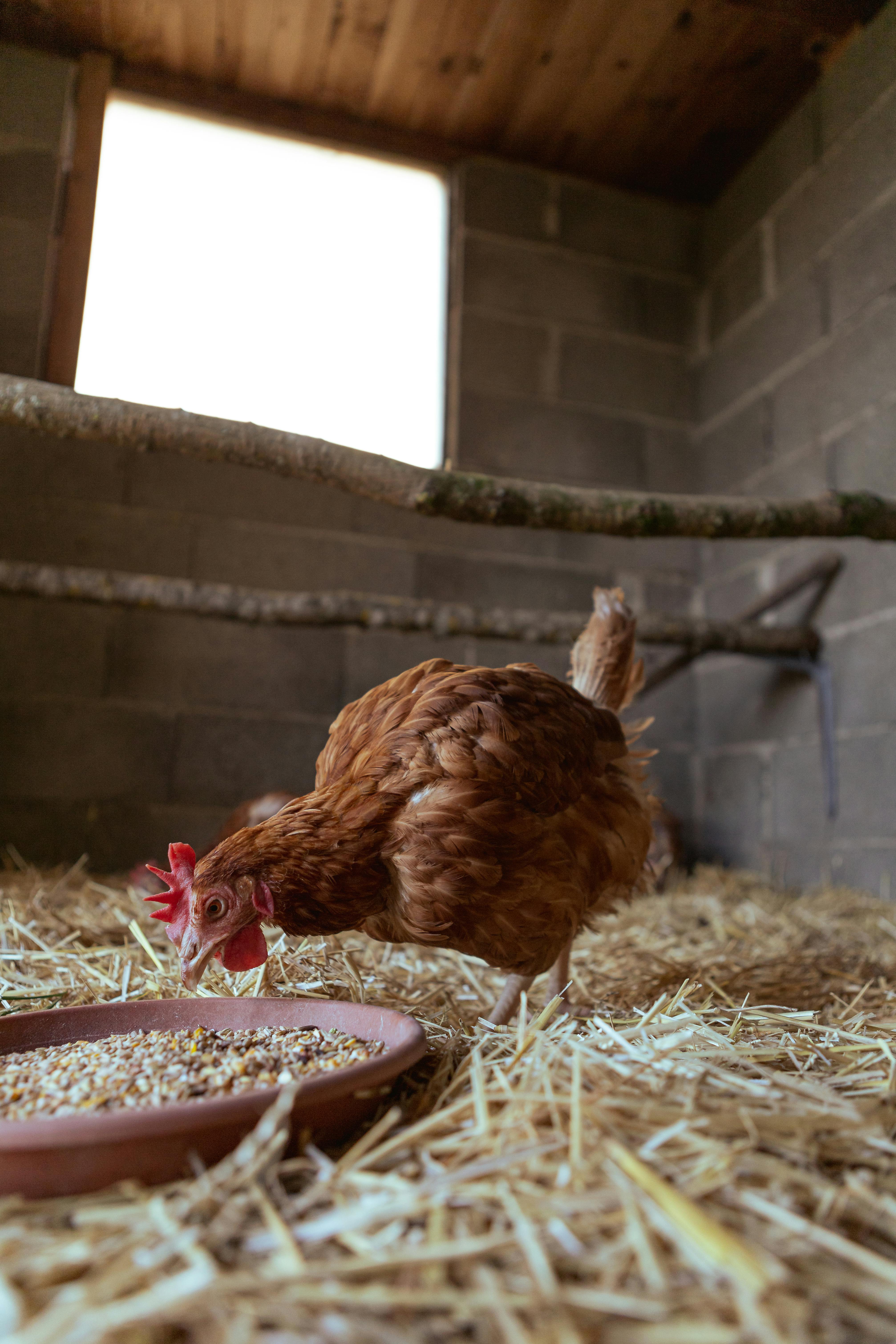 coop raised chicken