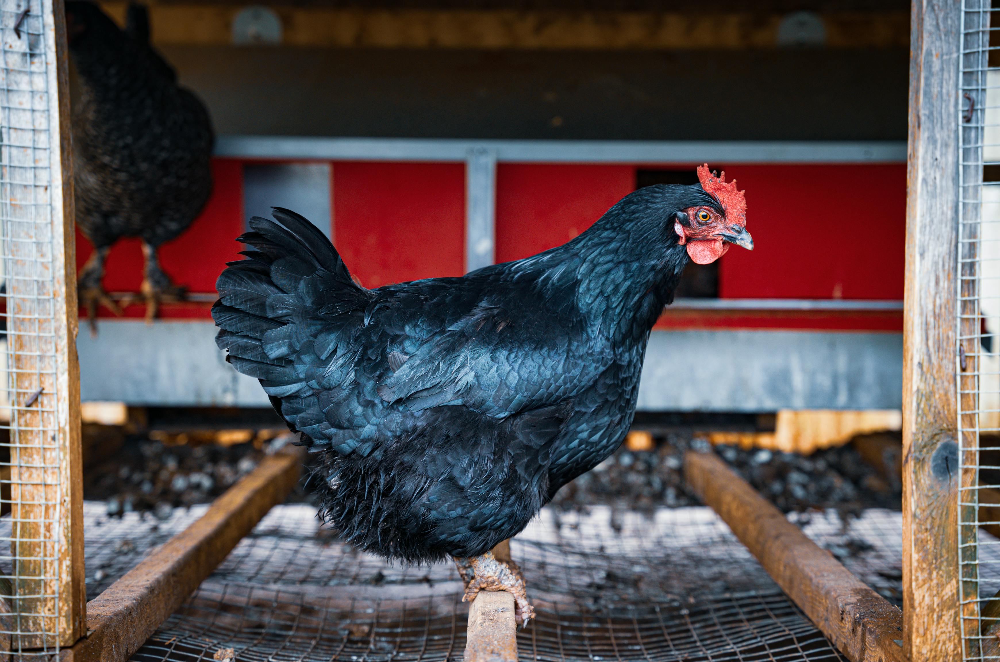 chicken on pole
